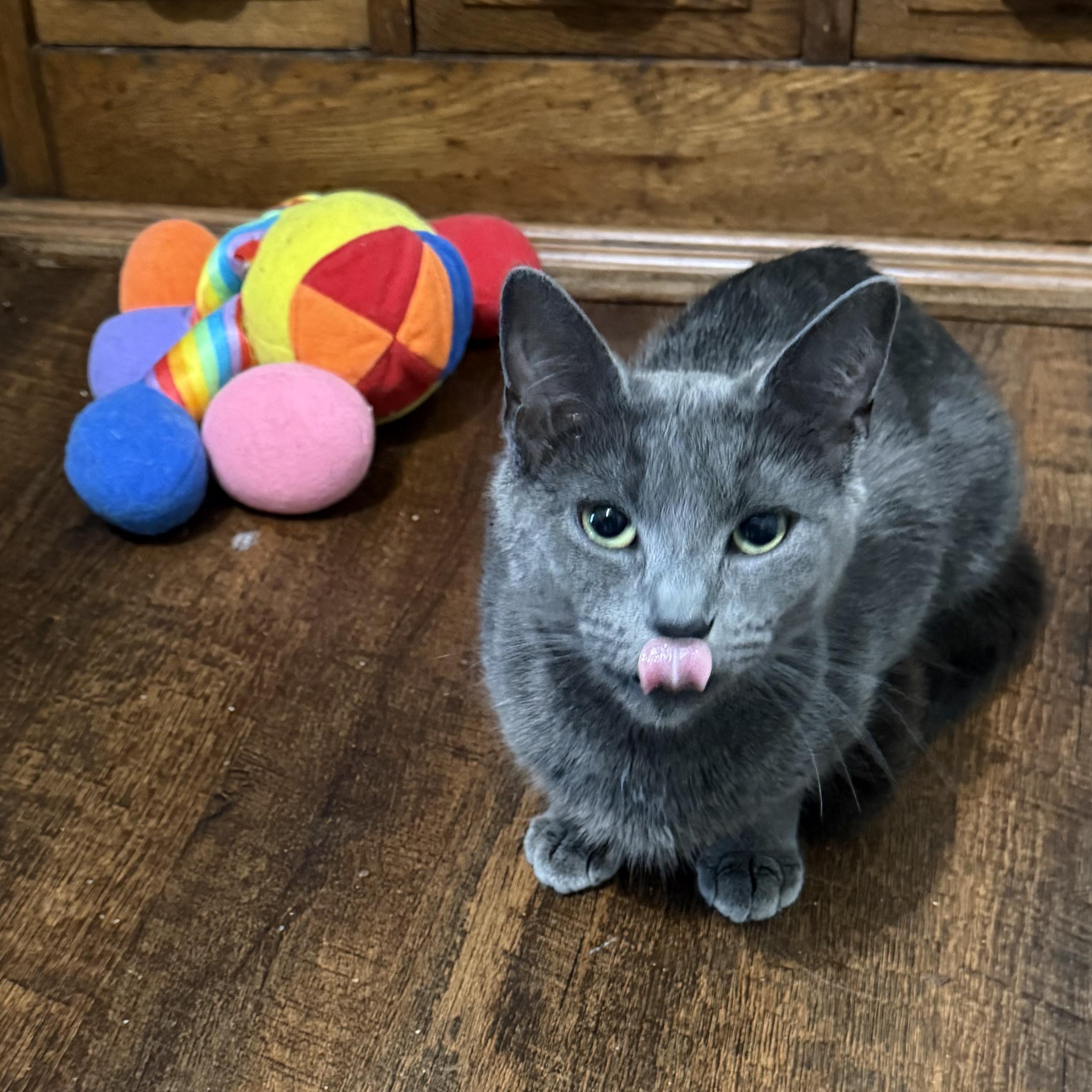 Sapphire, ADOPTABLE, Adult Female Domestic Short Hair.