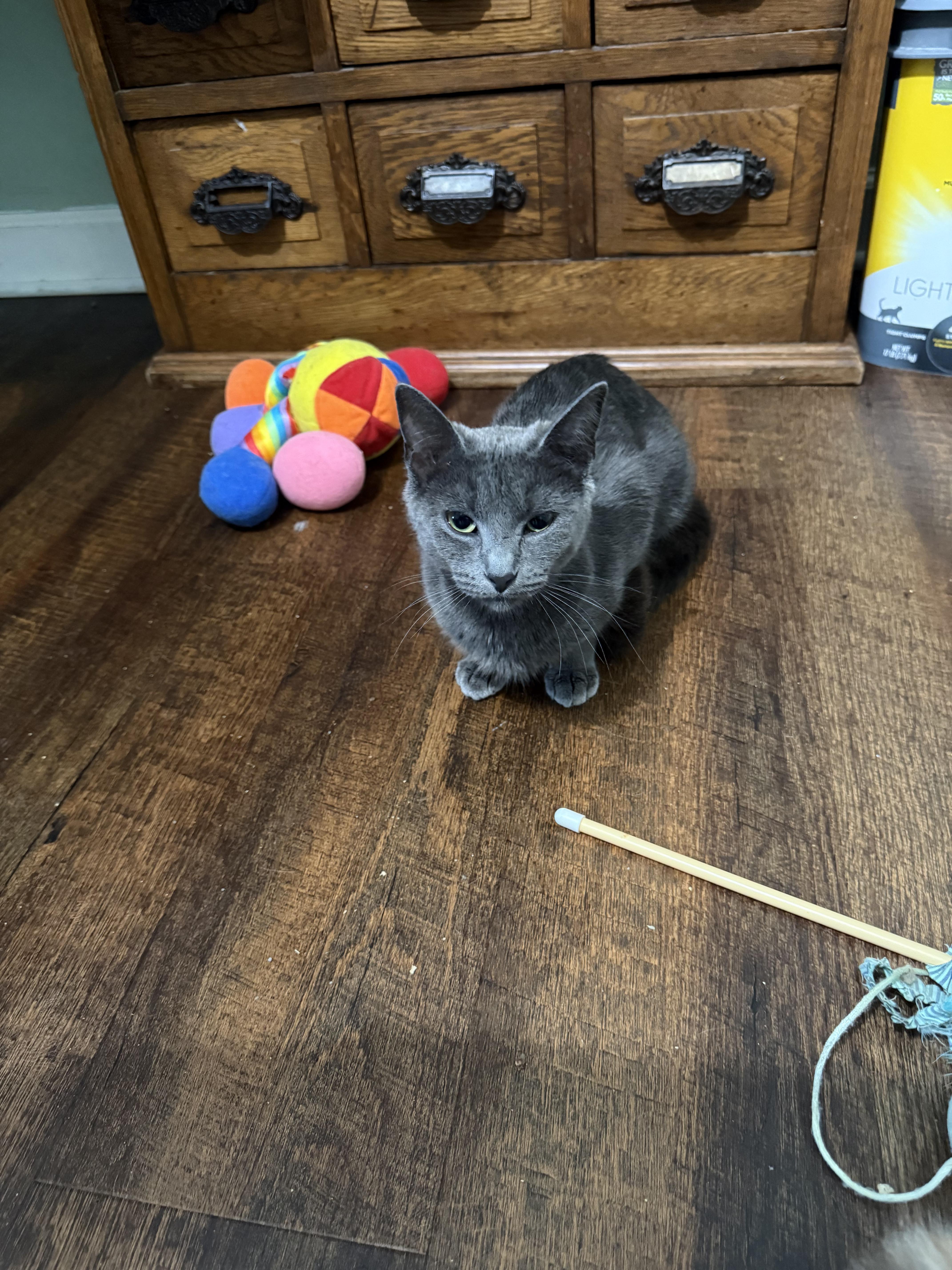 Sapphire, a ADOPTABLE Domestic Short Hair in Indianapolis, IN image 2/2