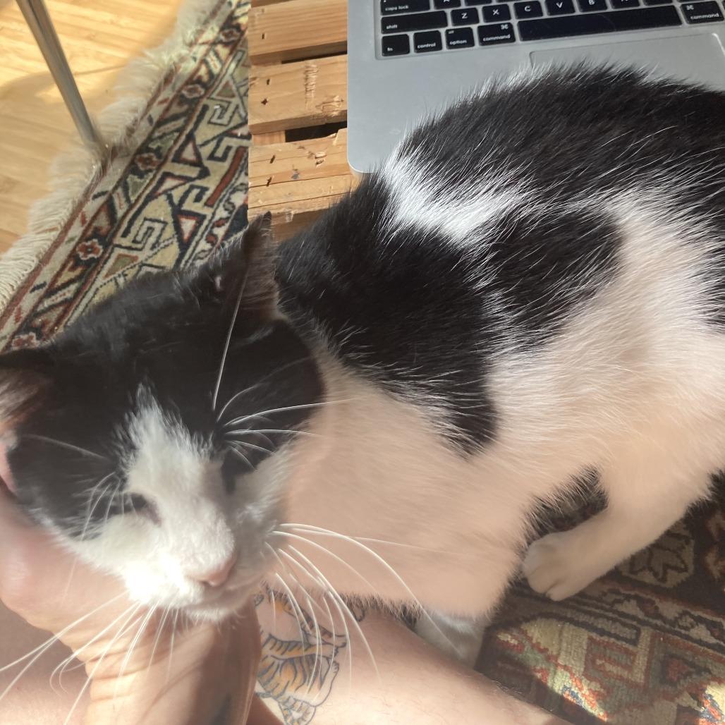 Enlarge Avery 2, a Adoptable Domestic Short Hair in Middle Village, NY image 1/5