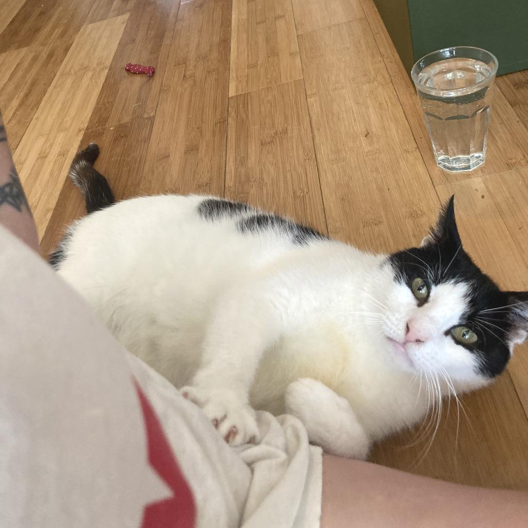 Enlarge Avery 2, a Adoptable Domestic Short Hair in Middle Village, NY image 2/5