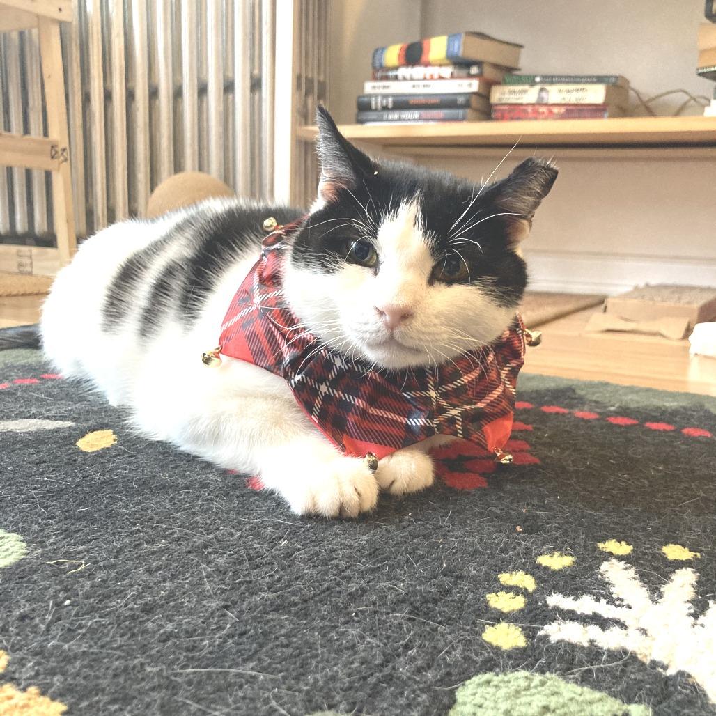 Enlarge Avery 2, a Adoptable Domestic Short Hair in Middle Village, NY image 3/5