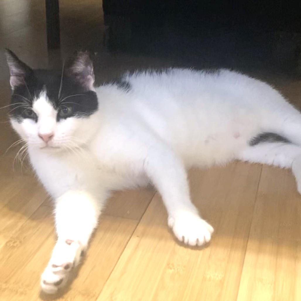Enlarge Avery 2, a Adoptable Domestic Short Hair in Middle Village, NY image 4/5