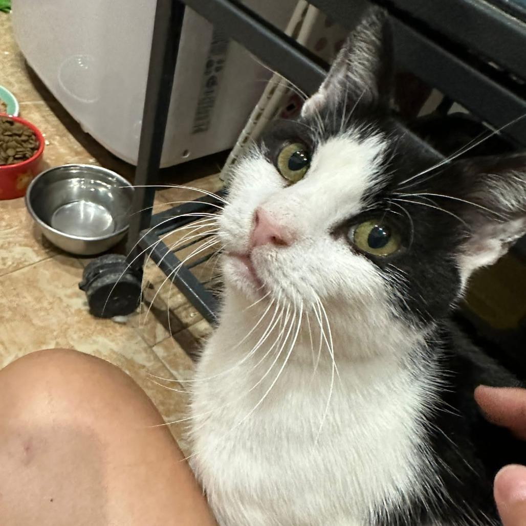 Enlarge Avery 2, a Adoptable Domestic Short Hair in Middle Village, NY image 5/5