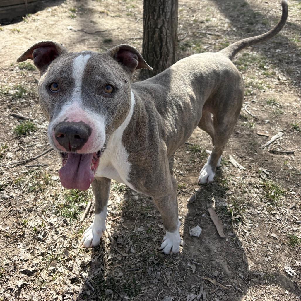 Enlarge Bo, a Adoptable Pit Bull Terrier in Manhattan, KS image 2/6