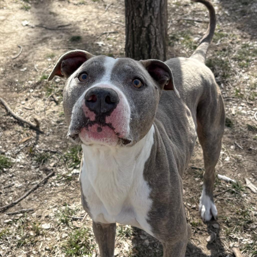Enlarge Bo, a Adoptable Pit Bull Terrier in Manhattan, KS image 3/6