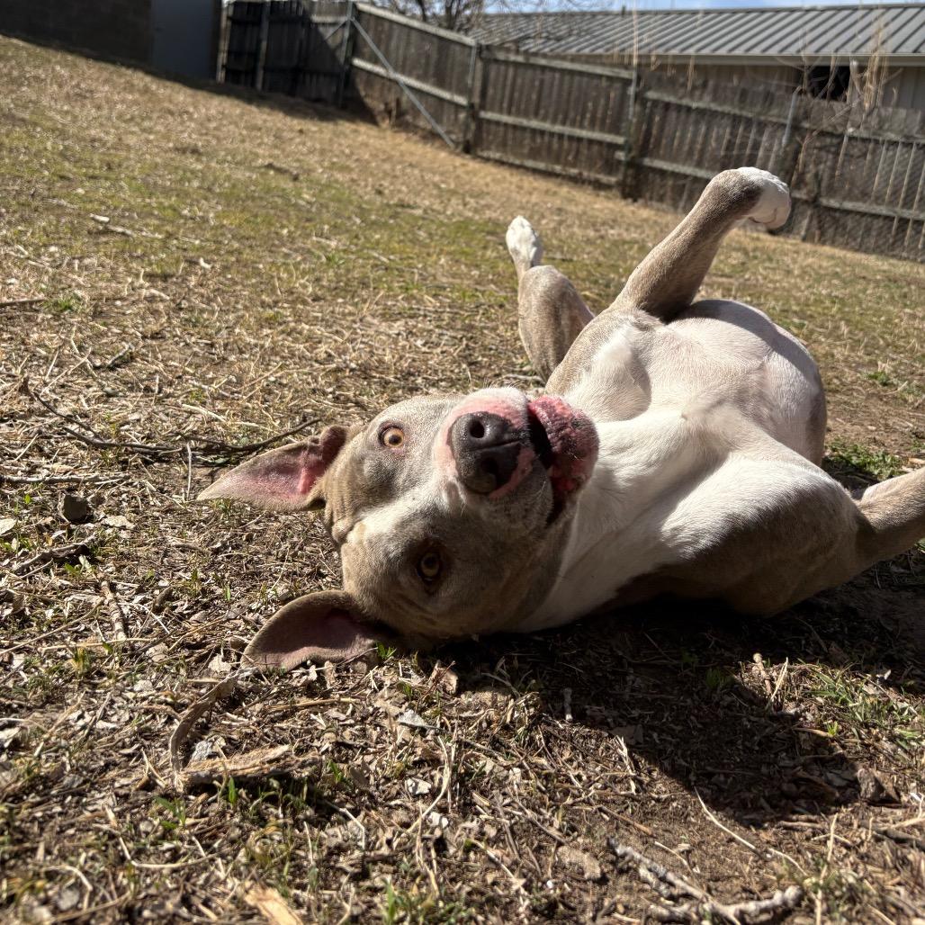 Enlarge Bo, a Adoptable Pit Bull Terrier in Manhattan, KS image 5/6