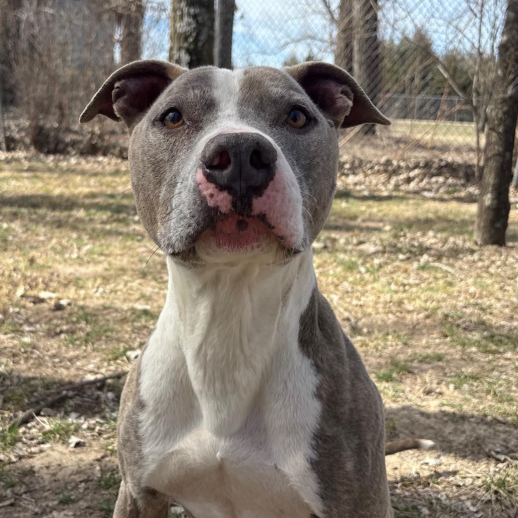 Enlarge Bo, a Adoptable Pit Bull Terrier in Manhattan, KS image 6/6