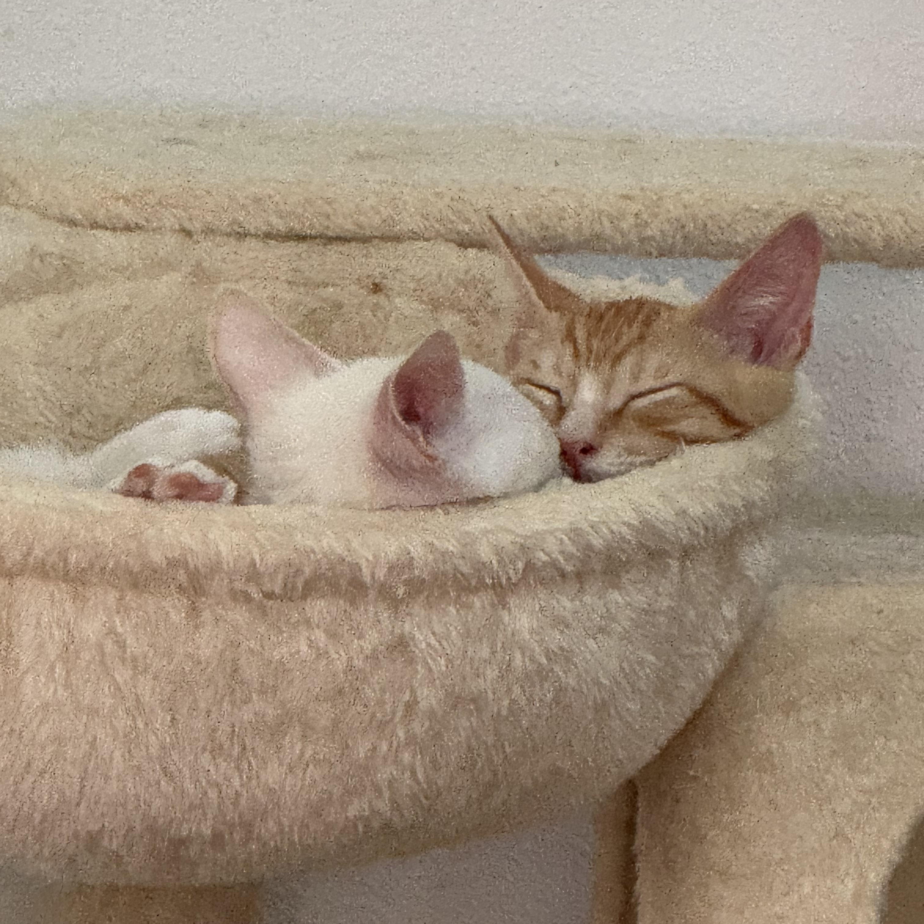 Sweet Potato Pie, a Adopted American Shorthair in Cypress, TX image 4/4