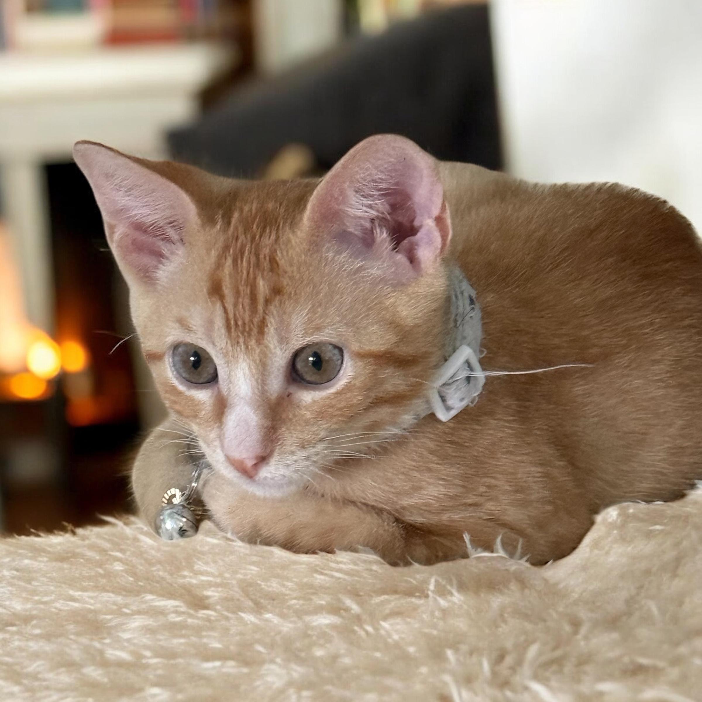 Sweet Potato Pie, a Adopted American Shorthair in Cypress, TX image 1/4