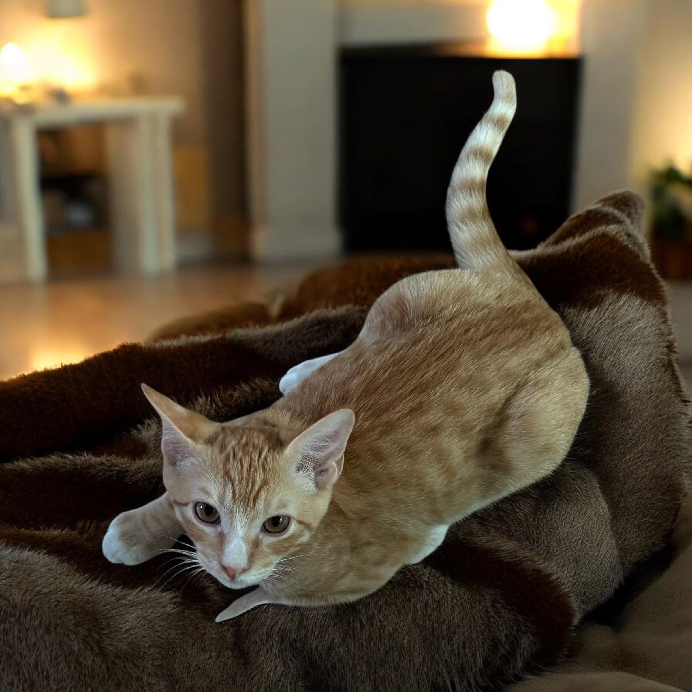Sweet Potato Pie, a Adopted American Shorthair in Cypress, TX image 2/4