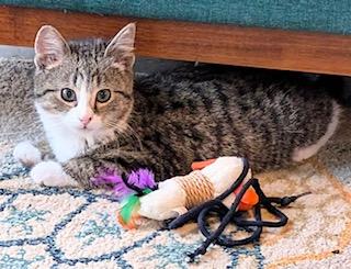 Enlarge Ranger Rick - brave explorer, an adopted Tabby in Southern Pines, NC image 2/2