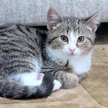 Enlarge Ranger Rick - brave explorer, an adopted Tabby in Southern Pines, NC image 1/2