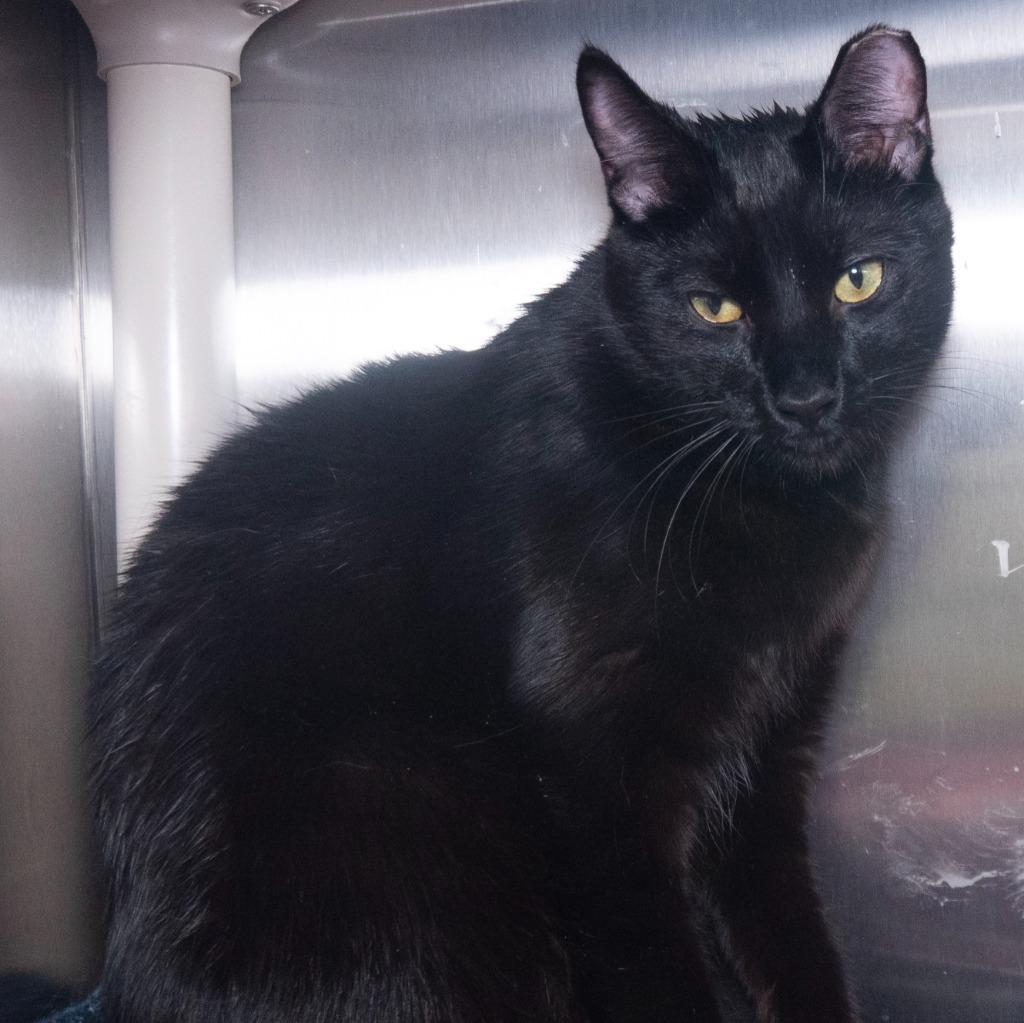 Enlarge Everest, a Adoptable mixed breed in Shoreline, WA image 2/3