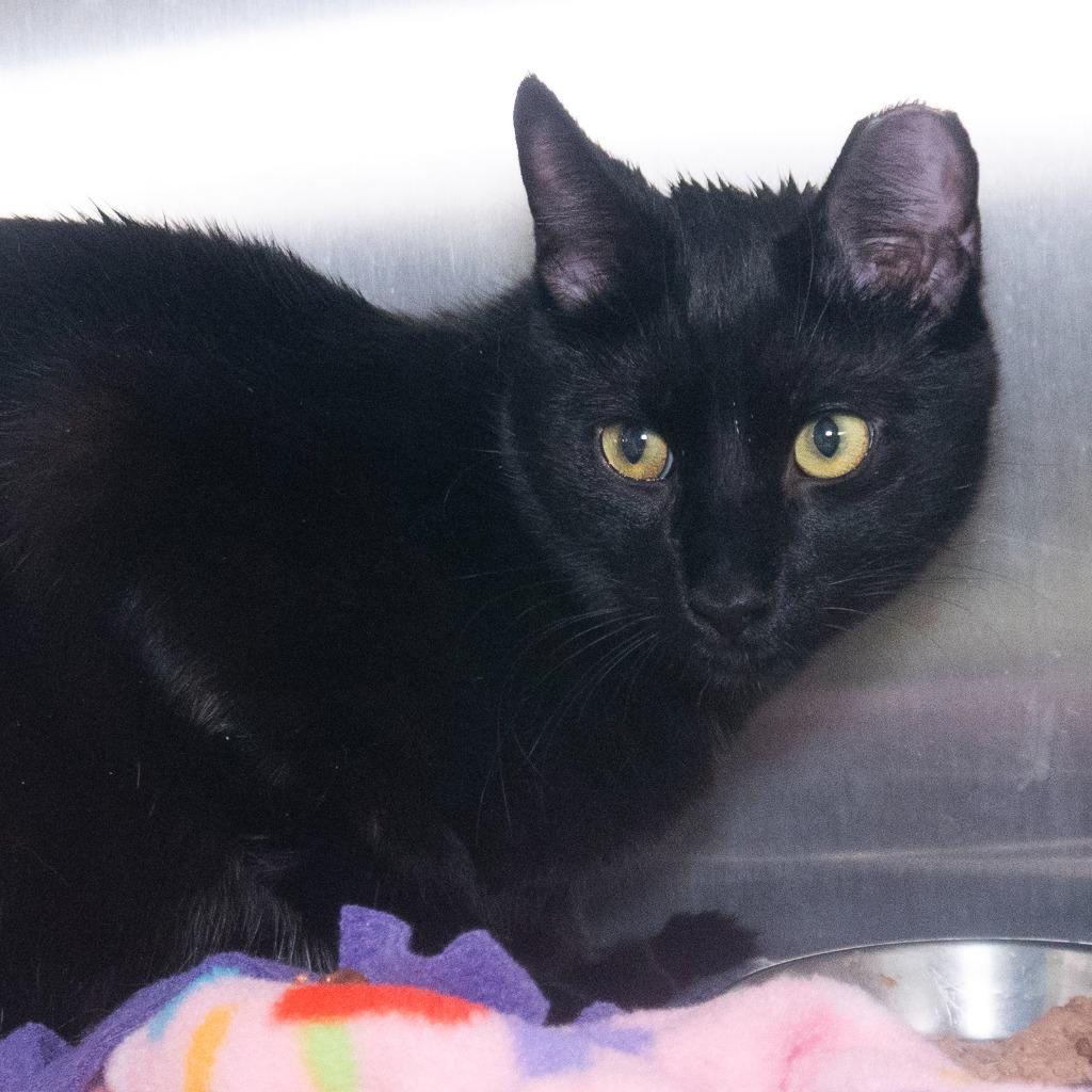 Enlarge Everest, a Adoptable mixed breed in Shoreline, WA image 3/3