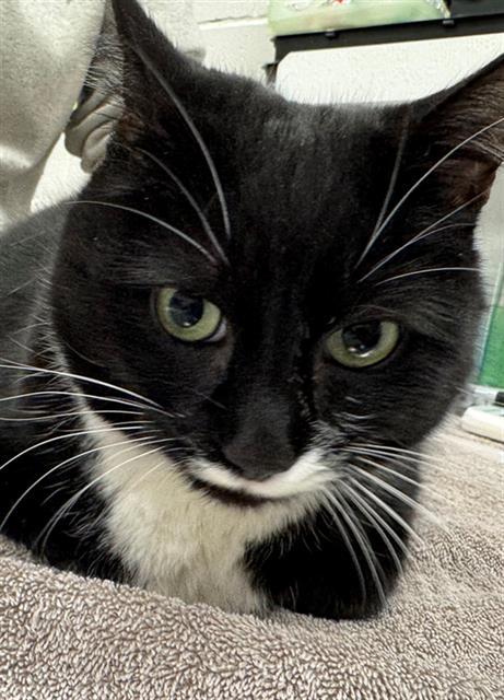 Enlarge MITTENS, a Adoptable Domestic Medium Hair in Peoria, IL image 1/1