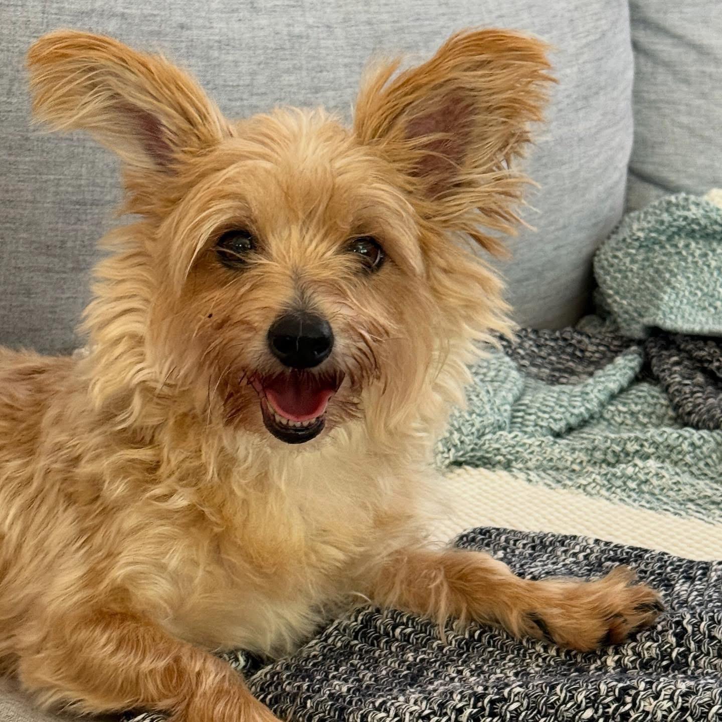 Enlarge Fozzie, a Adoptable mixed breed in Milwaukee, WI image 3/6