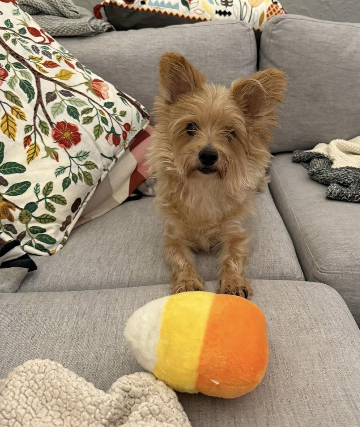 Enlarge Fozzie, a Adoptable mixed breed in Milwaukee, WI image 4/6