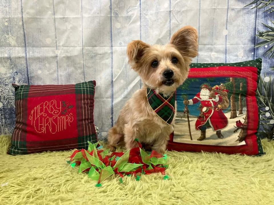 Fozzie, Adoptable, Adult Male Yorkshire Terrier.