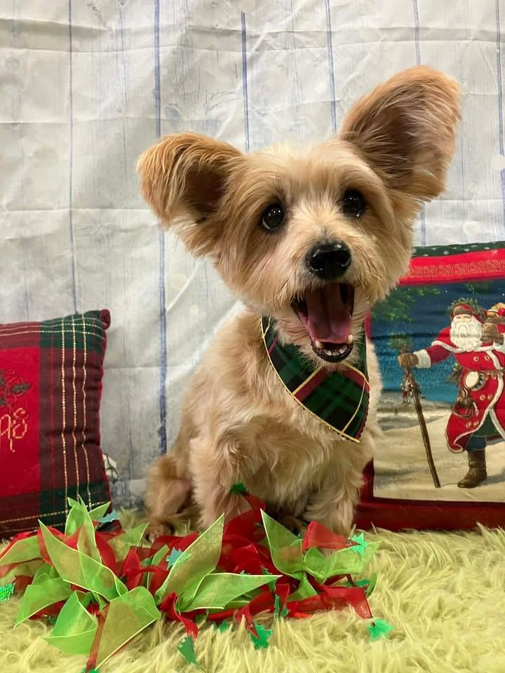 Enlarge Fozzie, a Adoptable mixed breed in Milwaukee, WI image 5/6