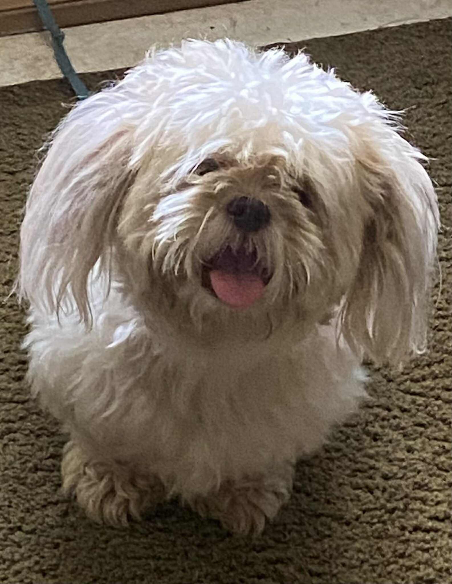 Toby, Adoptable, Adult Male Maltipoo.