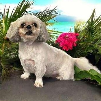 Toby, a Adoptable Maltipoo image 2/2