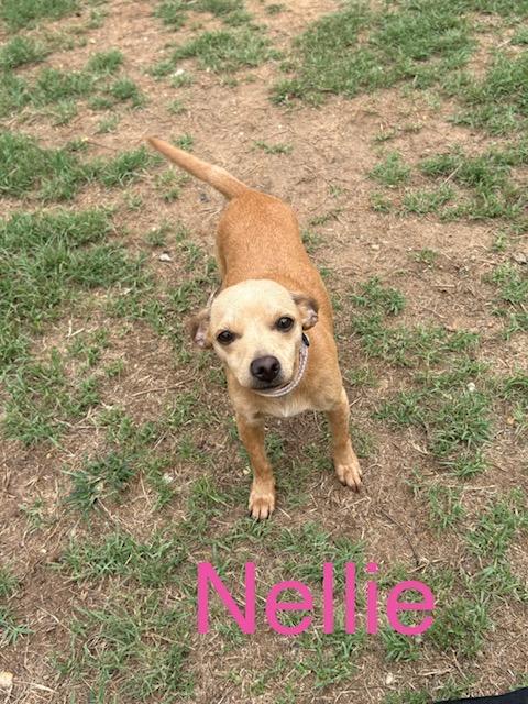 Enlarge Nellie, a Adopted mixed breed in Zimmerman, MN image 1/1