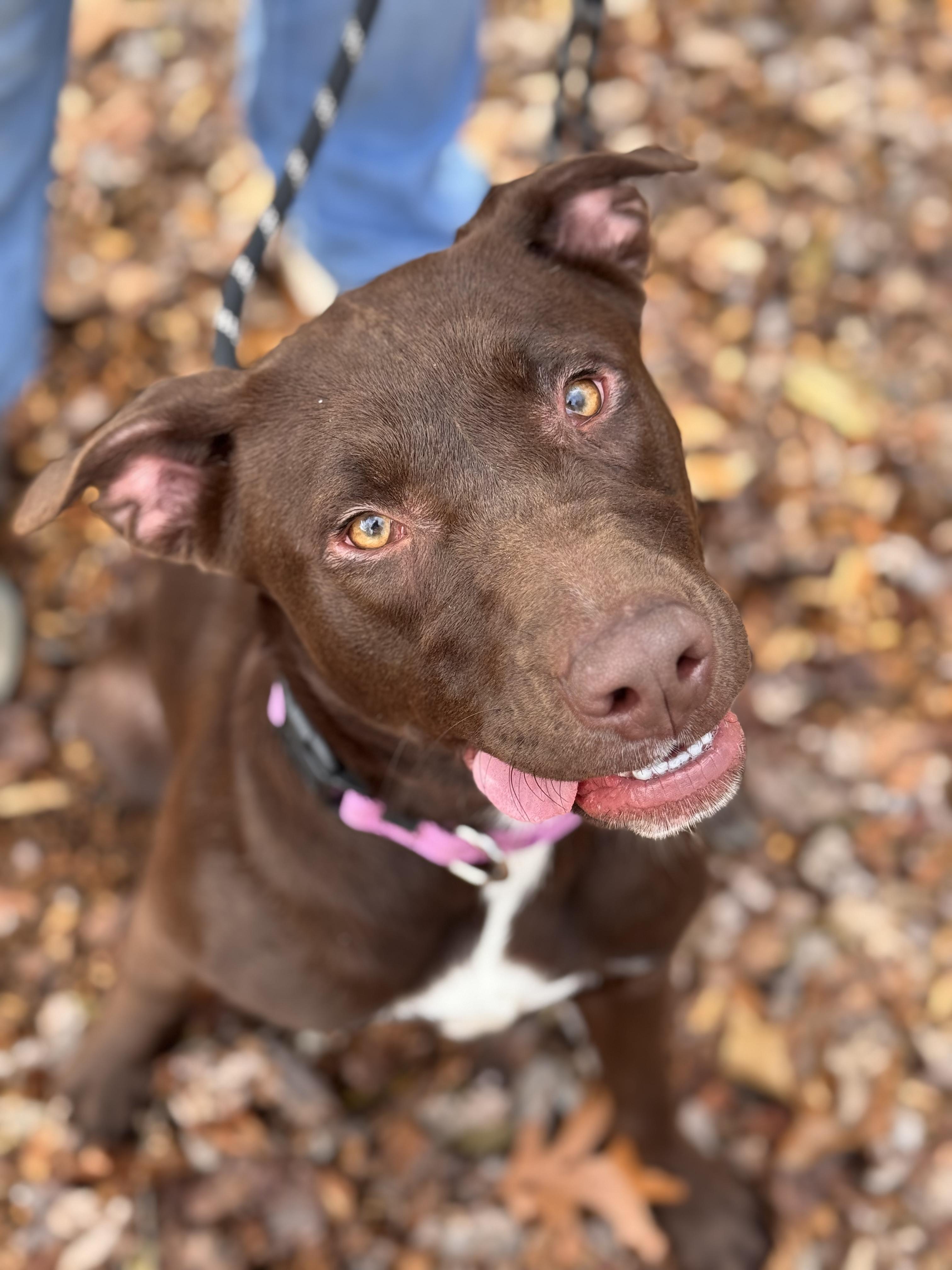 Candace, Adoptable, Young Female Chocolate Labrador Retriever.