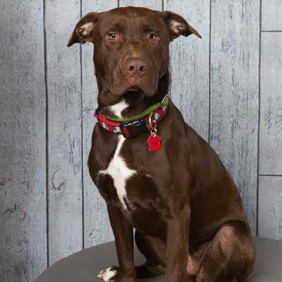 Enlarge Candace, a Adoptable mixed breed in Sudbury, MA image 1/6