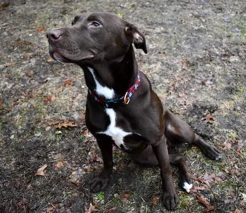 Candace, Adoptable, Young Female Chocolate Labrador Retriever.