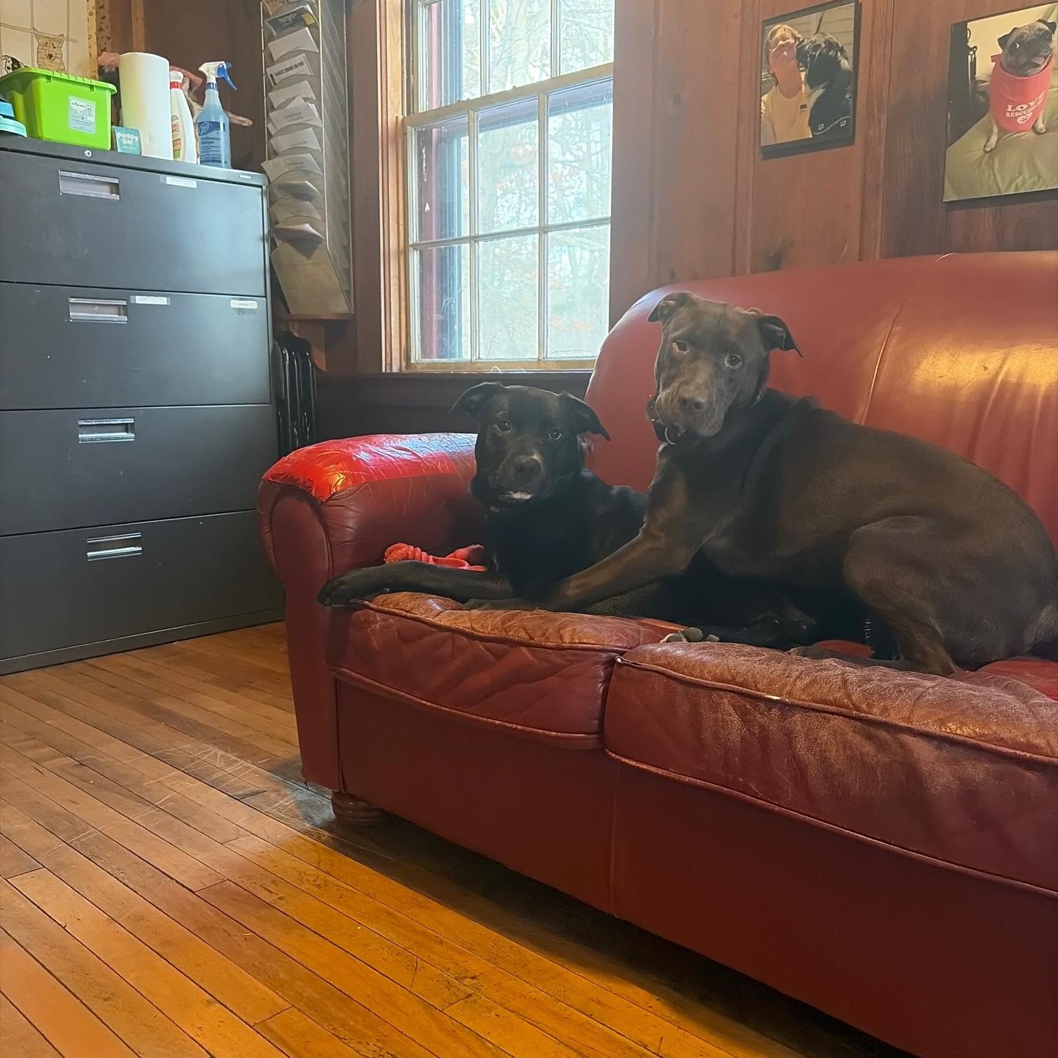 Enlarge Candace, a Adoptable mixed breed in Sudbury, MA image 5/5