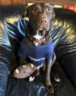 Enlarge Candace, a Adoptable mixed breed in Sudbury, MA image 2/6