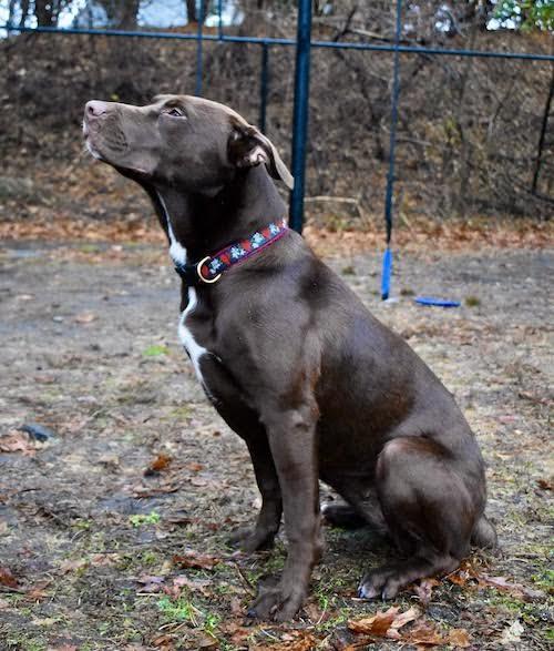 Enlarge Candace, a Adoptable mixed breed in Sudbury, MA image 4/5