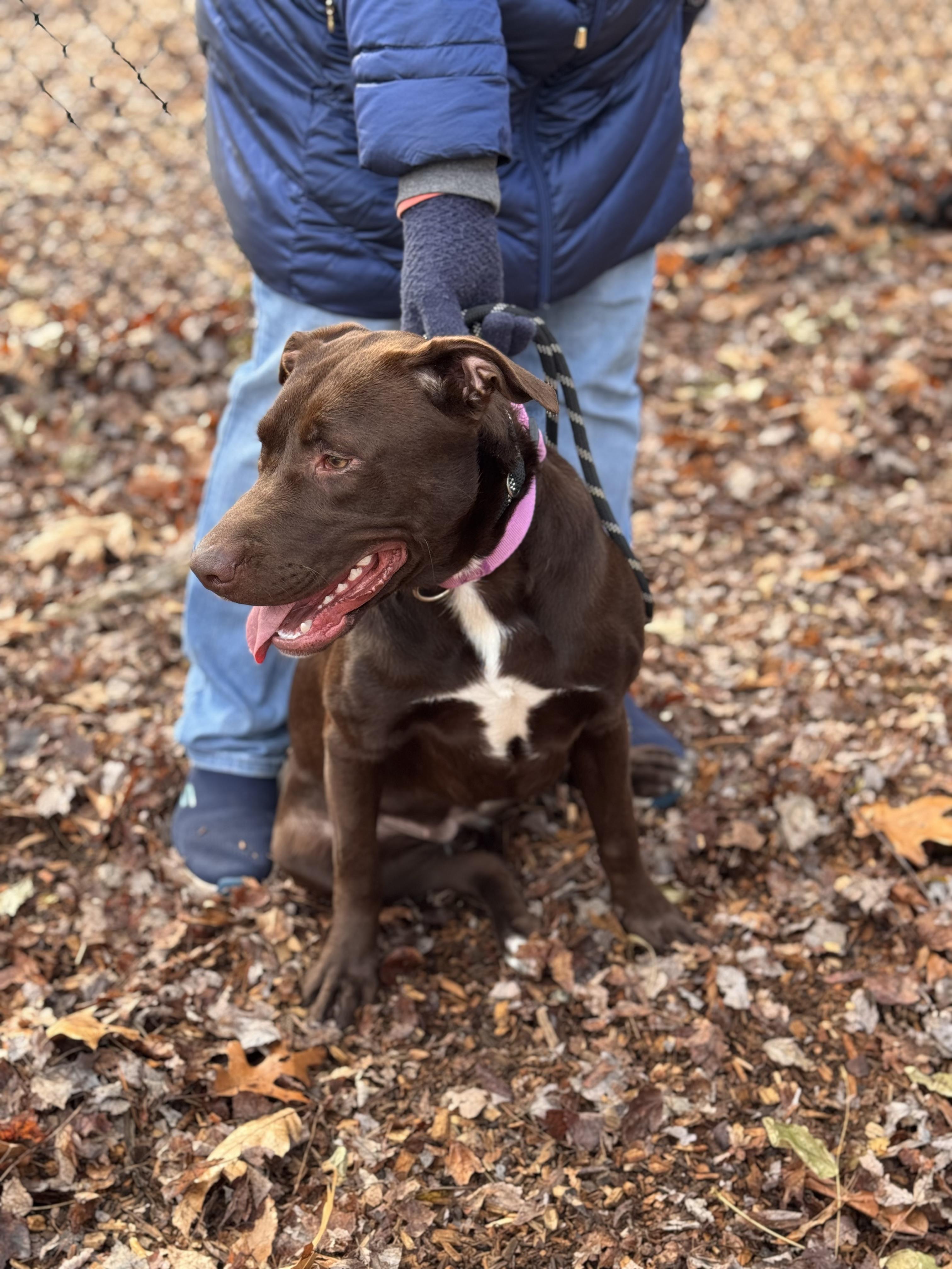 Enlarge Candace, a Adoptable mixed breed in Sudbury, MA image 2/2