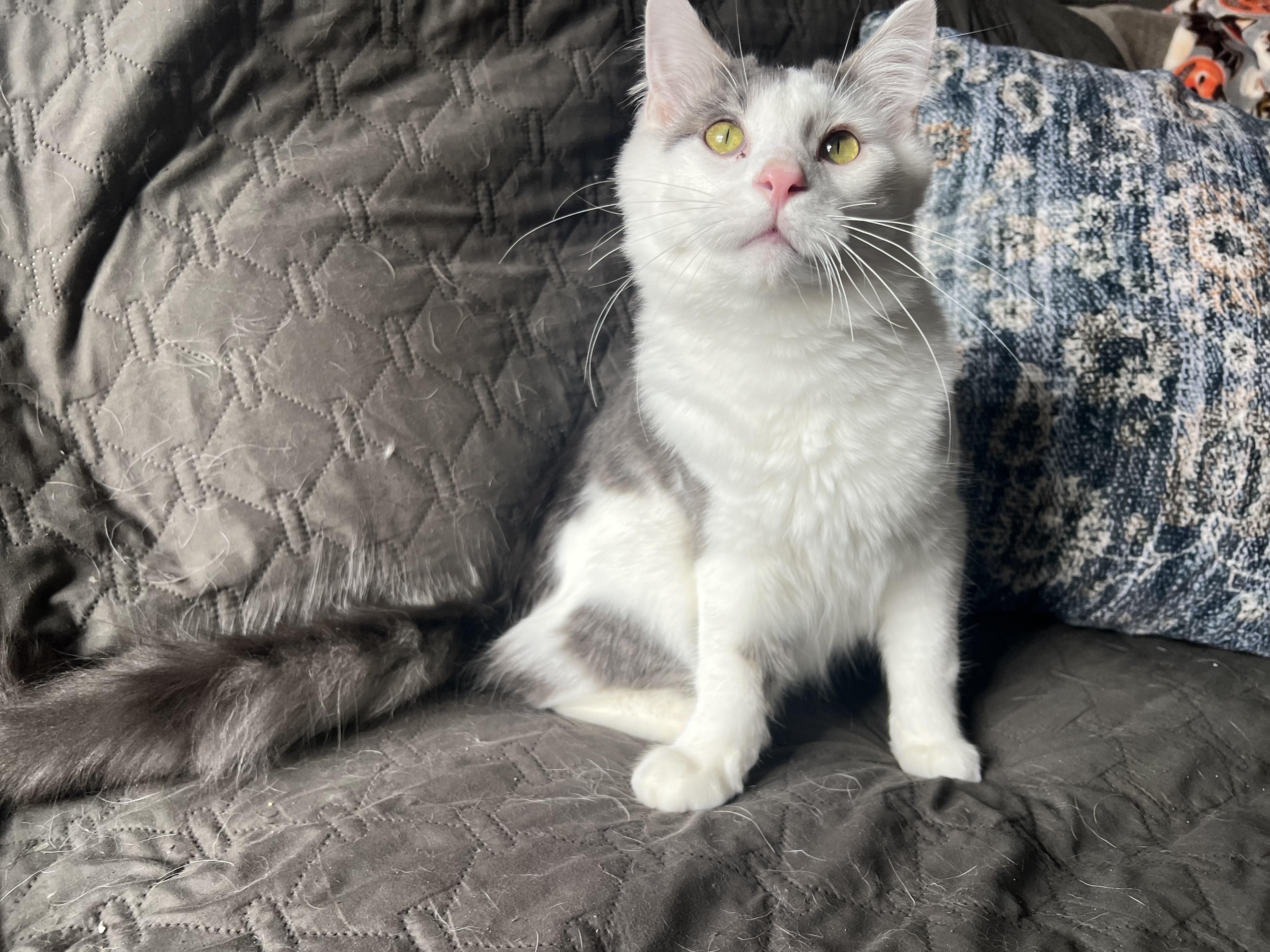 Enlarge Larry, an adopted Domestic Medium Hair in Madison, WI image 5/6