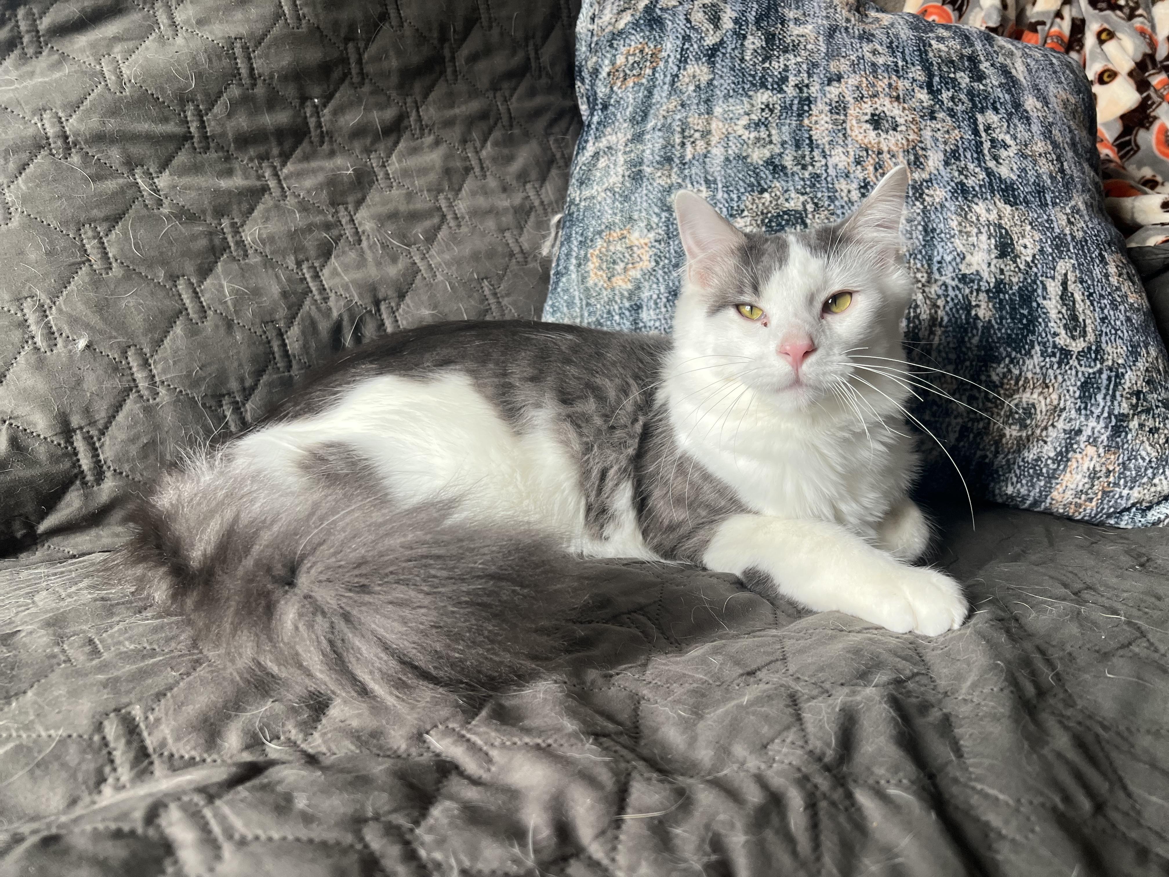 Enlarge Larry, an adopted Domestic Medium Hair in Madison, WI image 2/6