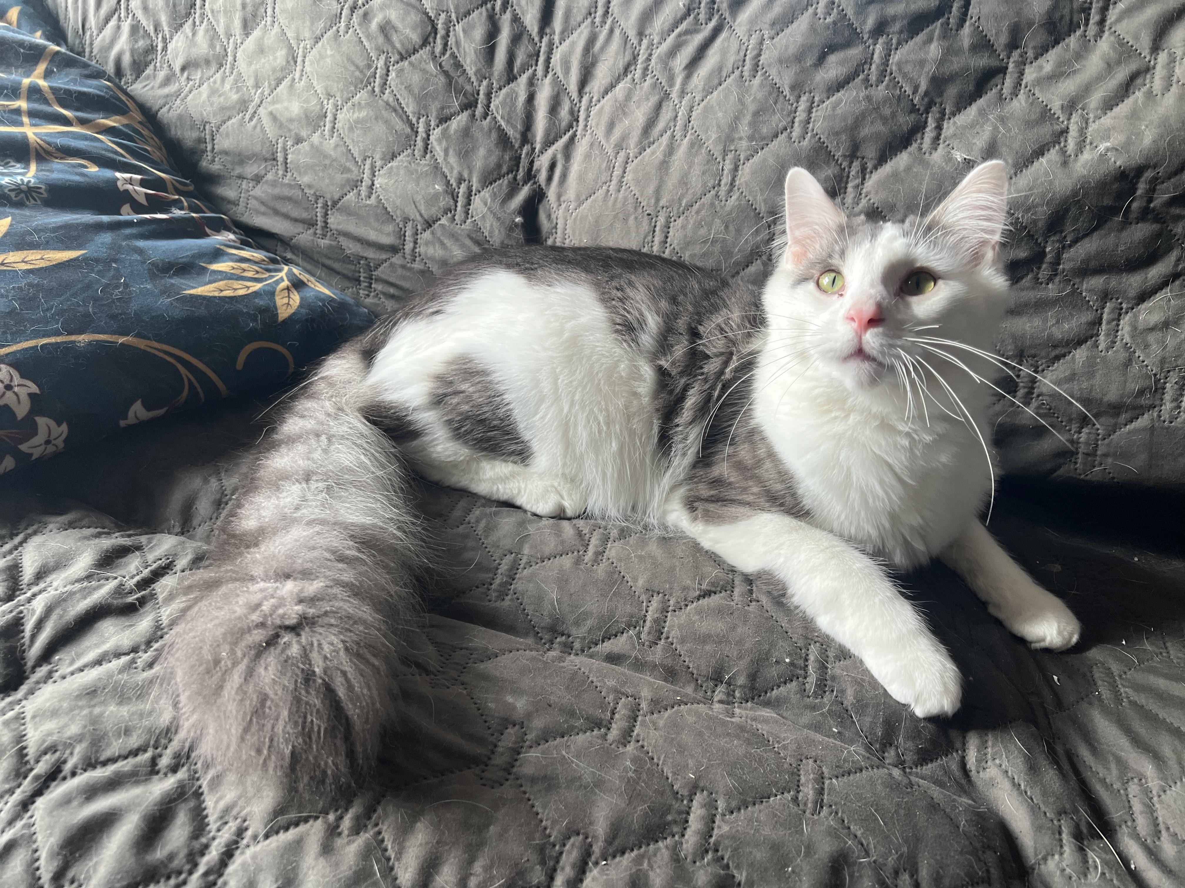 Larry, adopted, Young Male Domestic Medium Hair.