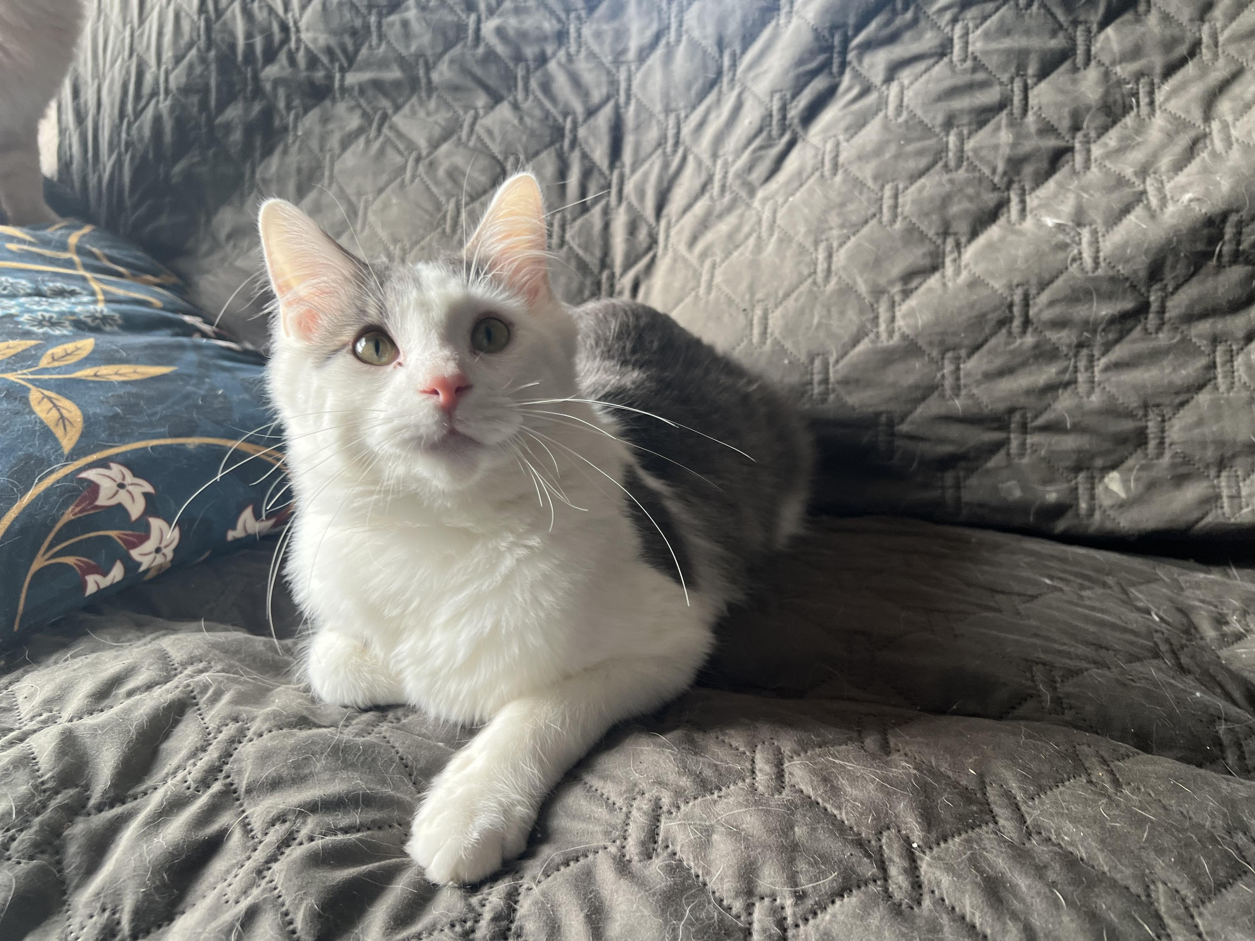 Enlarge Larry, an adopted Domestic Medium Hair in Madison, WI image 3/6