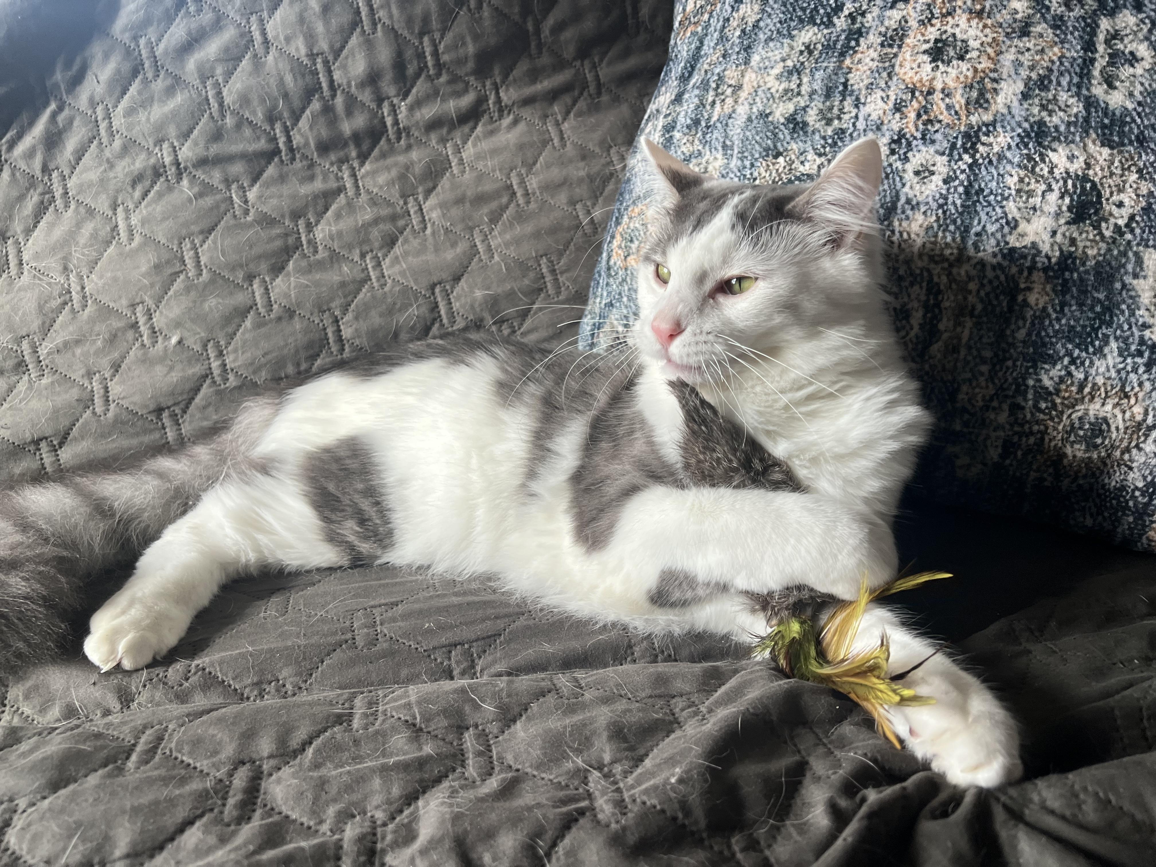 Enlarge Larry, an adopted Domestic Medium Hair in Madison, WI image 6/6