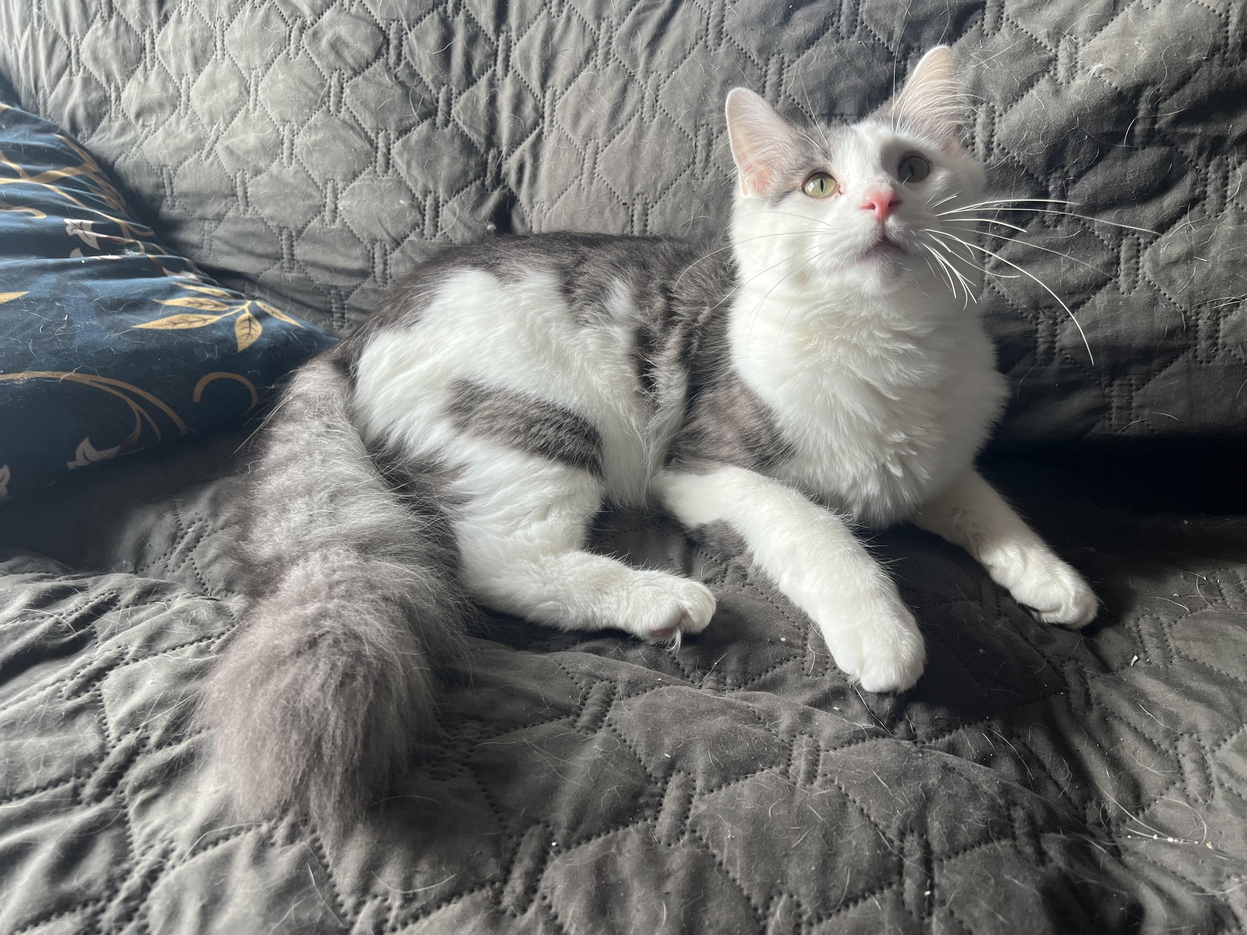 Enlarge Larry, an adopted Domestic Medium Hair in Madison, WI image 4/6