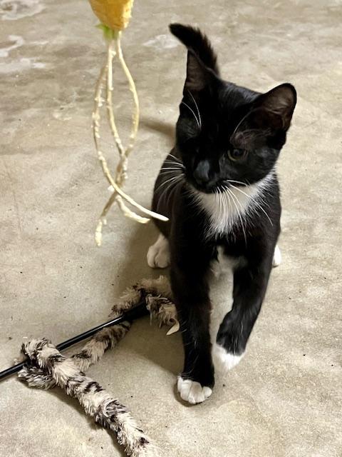 Enlarge Monti, an adopted Domestic Short Hair in Atlanta, GA image 2/4