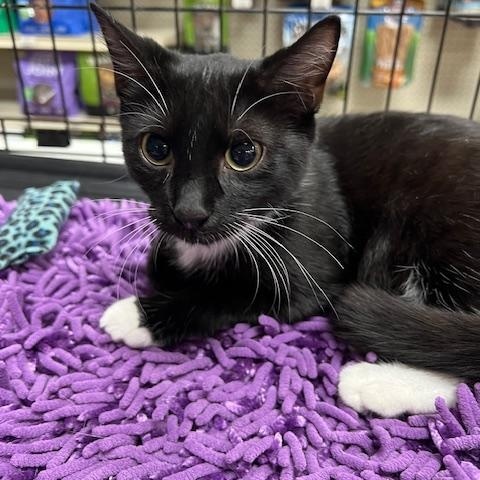 Enlarge Monti, an adopted Domestic Short Hair in Atlanta, GA image 3/4