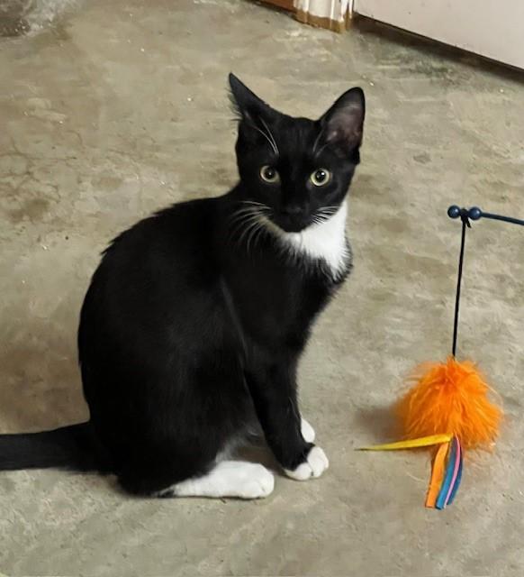 Monti, adopted, Young Female Domestic Short Hair.