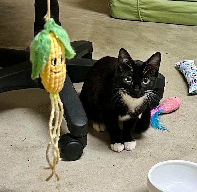 Enlarge Monti, an adopted Domestic Short Hair in Atlanta, GA image 4/4