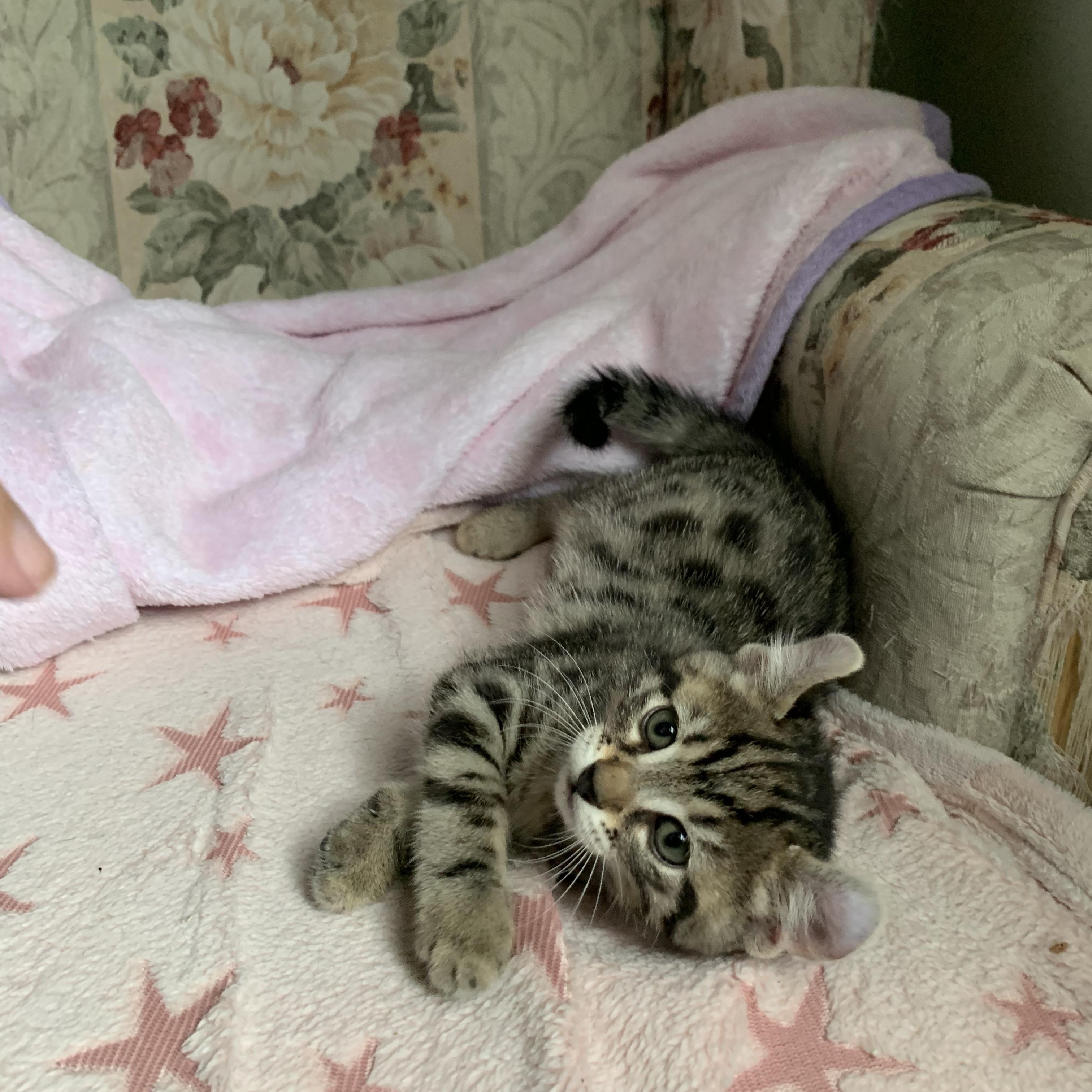 Enlarge Zinnia, a Adoptable Domestic Short Hair in Ottawa, ON image 2/3