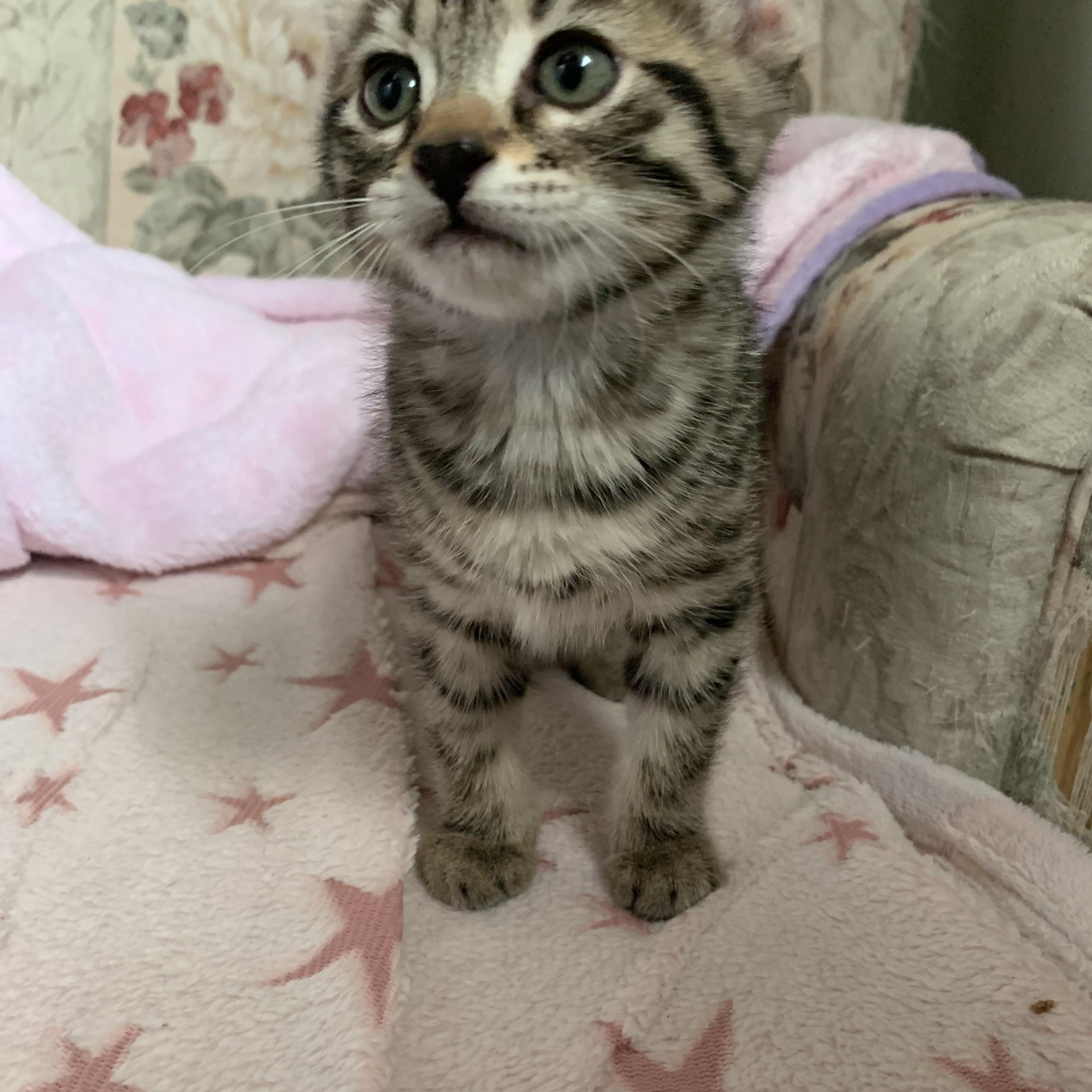 Enlarge Zinnia, a Adoptable Domestic Short Hair in Ottawa, ON image 3/3