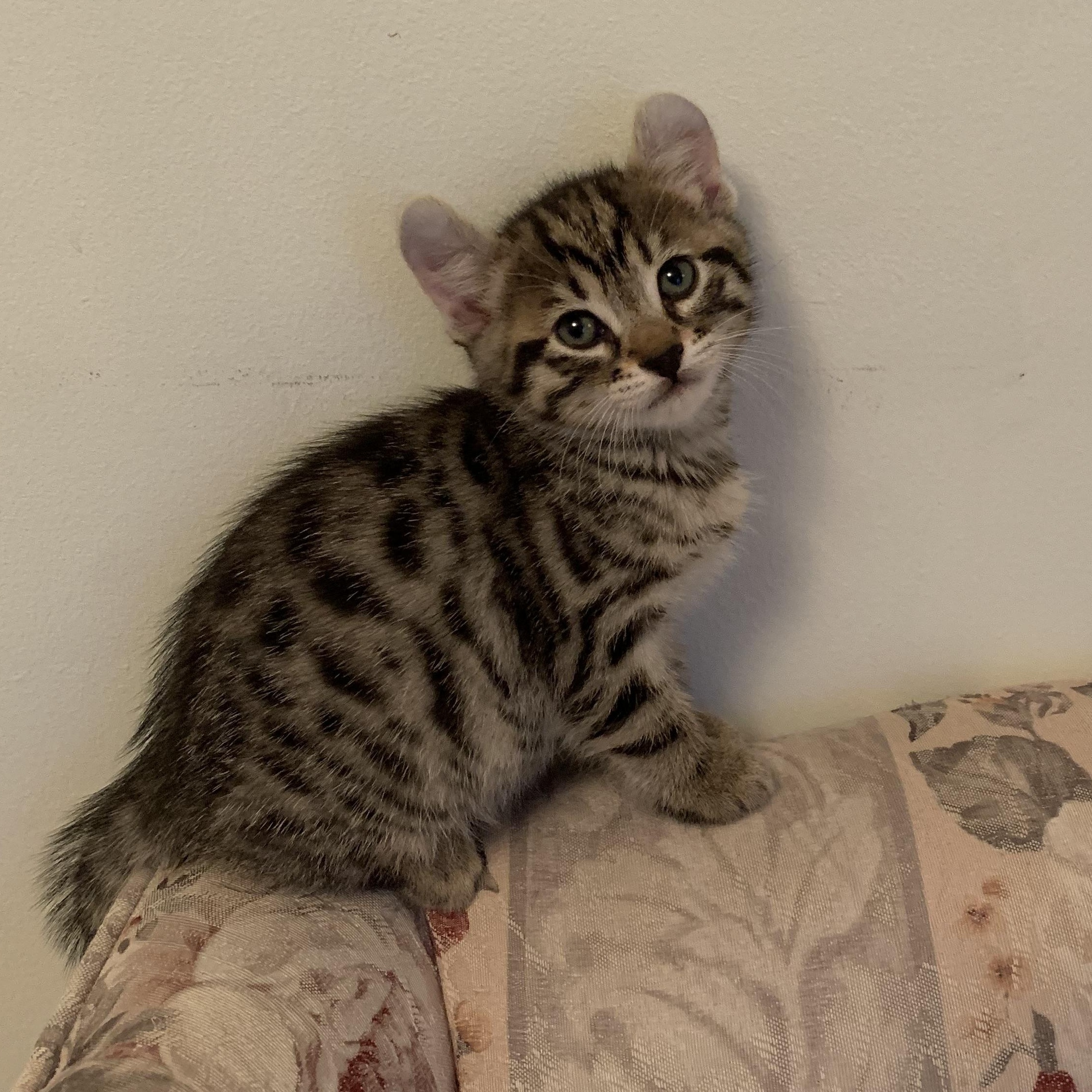 Zinnia, Adoptable, Kitten Female Domestic Short Hair.