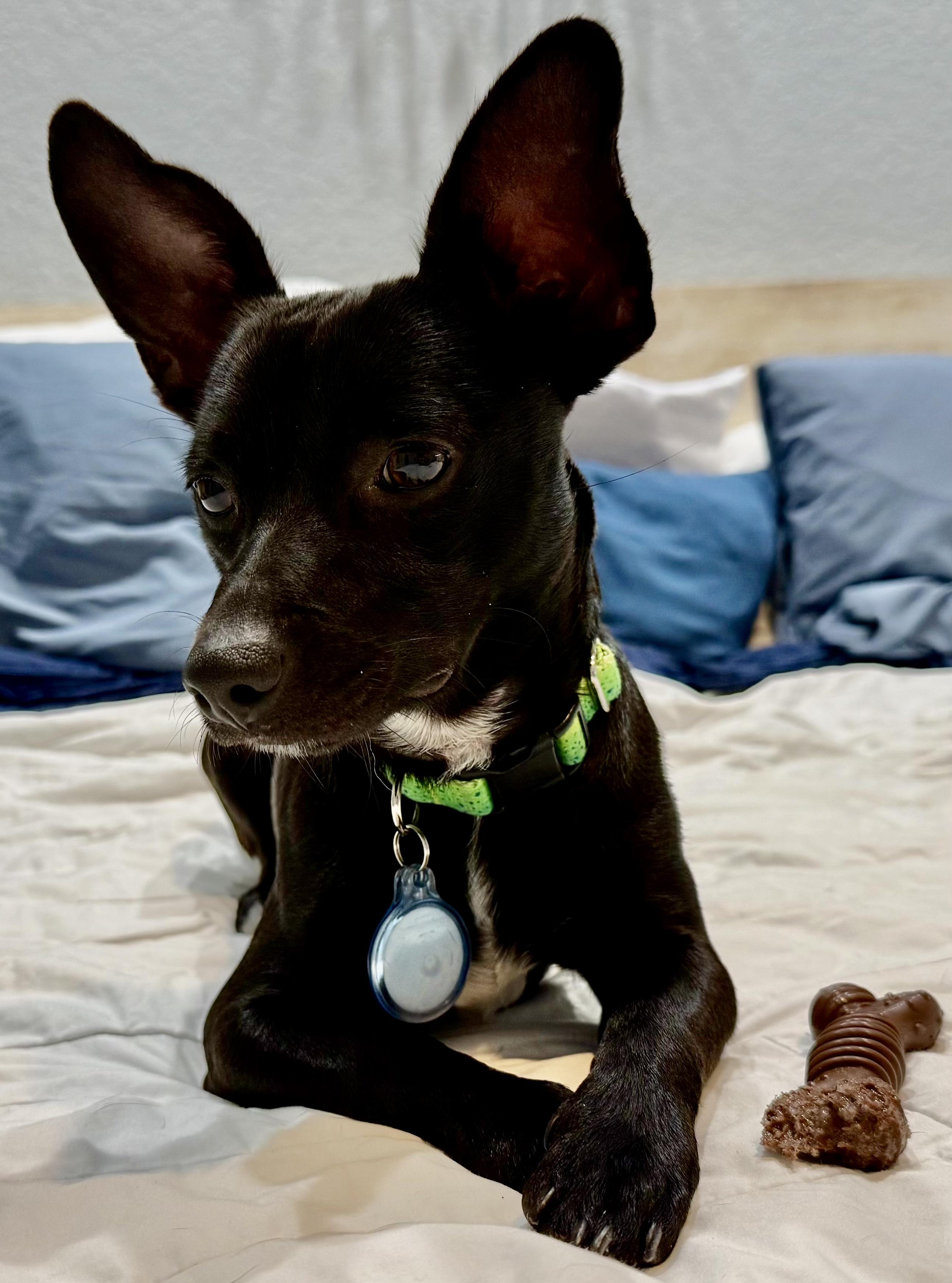 Enlarge Grady Boy!!!, an adopted Chihuahua in Fort Myers Beach, FL image 3/3