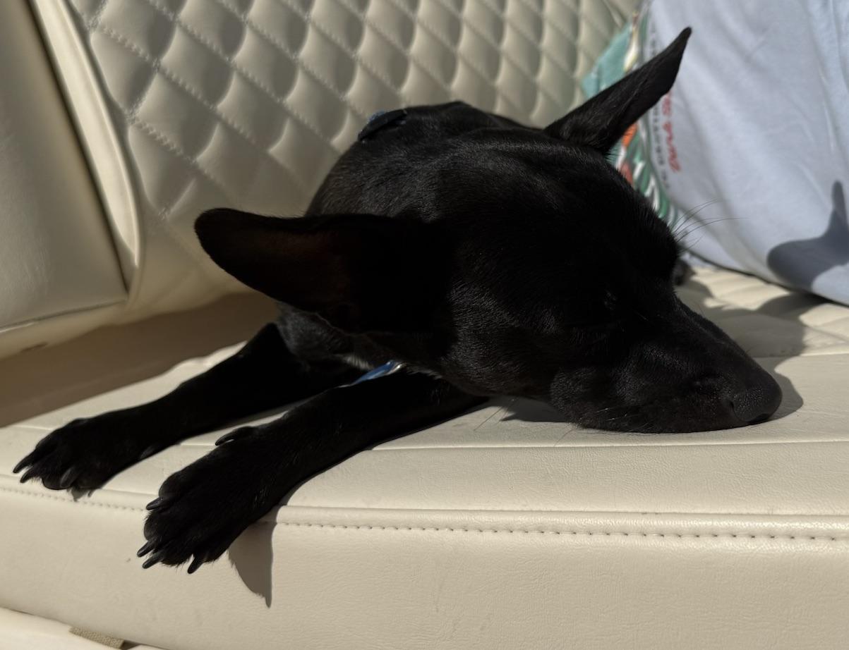 Enlarge Grady Boy!!!, a ADOPTABLE Chihuahua in Fort Myers Beach, FL image 2/2