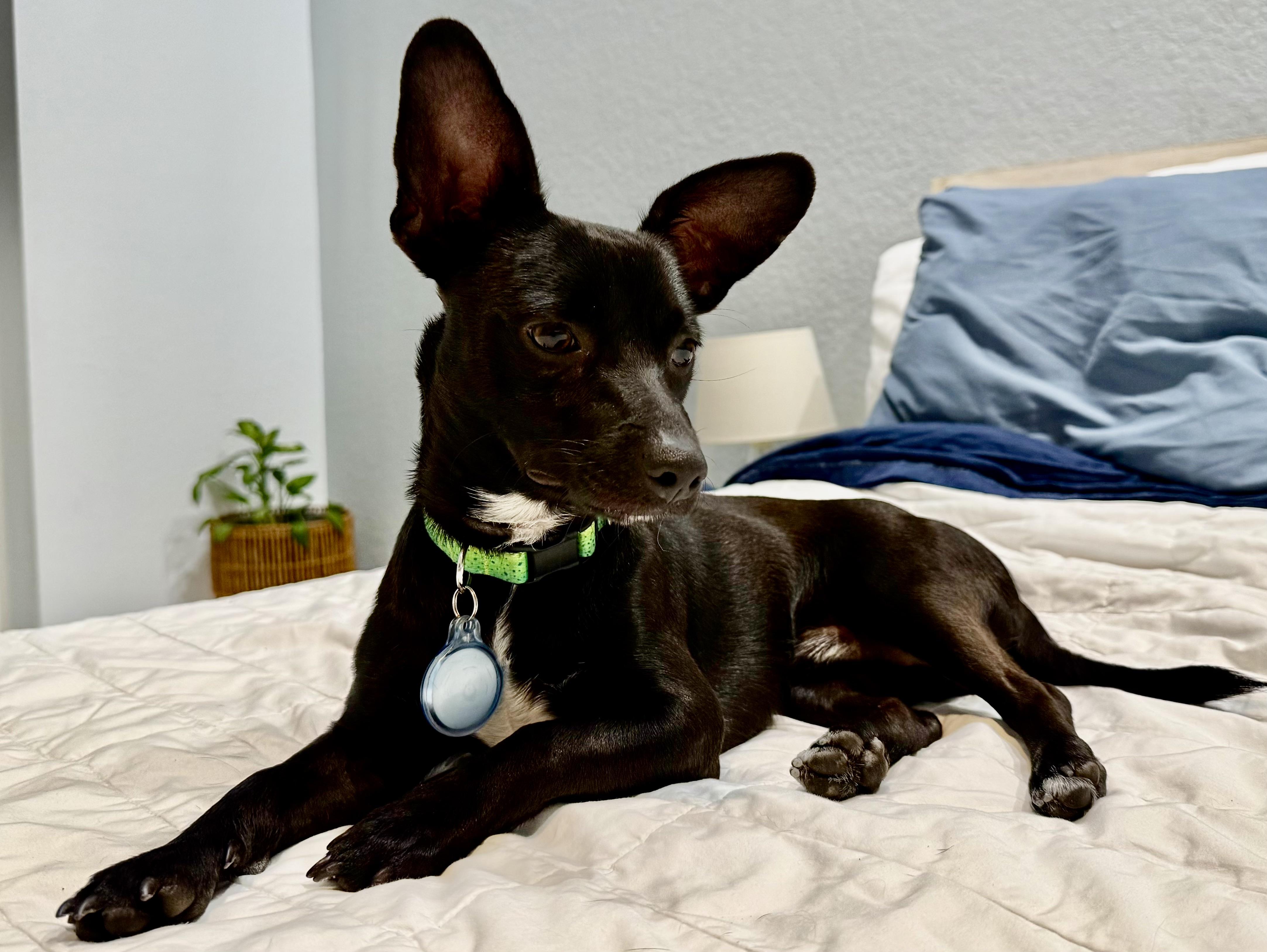 Enlarge Grady Boy!!!, an adopted Chihuahua in Fort Myers Beach, FL image 1/3