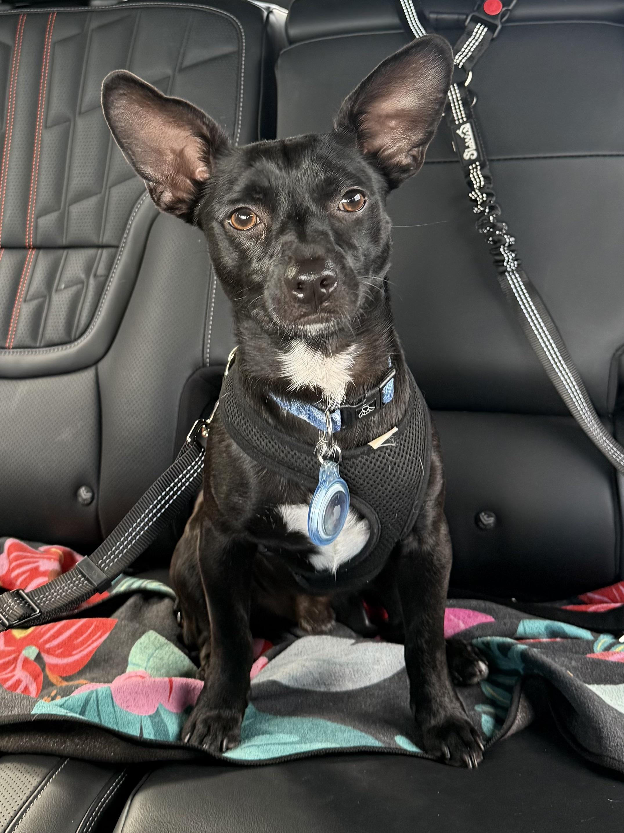 Grady Boy!!!, ADOPTABLE, Young Male Chihuahua.